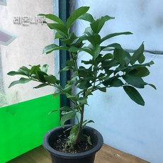 금강원예 오렌지레몬나무 &레몬나무&유주나무&낑깡나무 열매가 있어용!!, 2.레몬나무, 1개