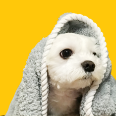 글램독 럭셔리 펫타월 90X 대형 강아지 수건 고양이 목욕 후 털말리기 극세사 타월 중형견 대형견 애견타올