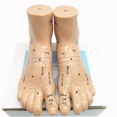 발반사구 혈자리 침술 발모형 교육용 한의원 경락점, 20cm 발 모형