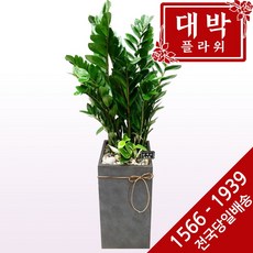 대박플라워 금전수 개업화분 집들이선물 인테리어화분 공기정화식물 관엽식물 리뷰후기