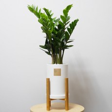 꽃피우는청년 중형 실내공기정화식물(원형 화이트 화분 + 우드스탠드), 금전수