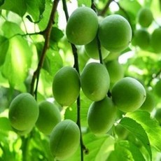 홍매실나무/R/묘목/w0454 리뷰 후기
