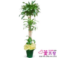 꽃뜨랑 전국배송 대형화분 행운목 해피트리 스투키 금전수 개업화분 당일배송꽃배달 리뷰후기