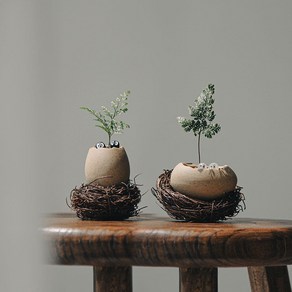 넉줄고사리 깨진달걀 둥지세트, 넉줄고사리+깨진달걀(세로)+더스트블랙+둥지6cm+마사토, 1개