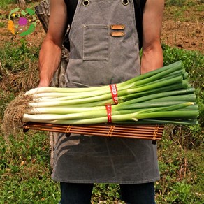 대아프레시 야채 아저씨네 파릇파릇 신선한 국내산 흙대파, 3kg, 1박스