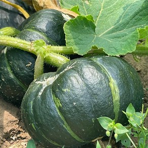 할망네농장 제주산지직송 못난이 미니밤호박 보우짱, 1박스, 10kg