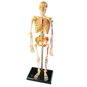 Learning Resources 人體骨骼模型 LER3337, 選擇該產品