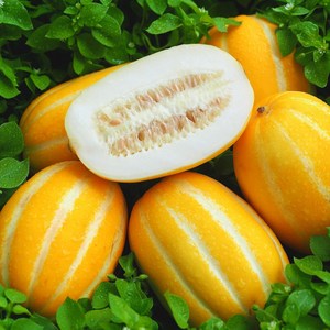 꿀뚝뚝 고당도 성주 참외 (사이즈별 선택), 1박스, 4KG 중과