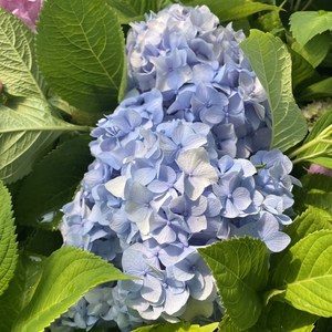 수국 니코블루 15cm화분 정원수국