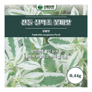 산들마켓 설악초 씨앗 0.44g 설악산에 쌓인 눈처럼 보이는 꽃씨 종자, 1개