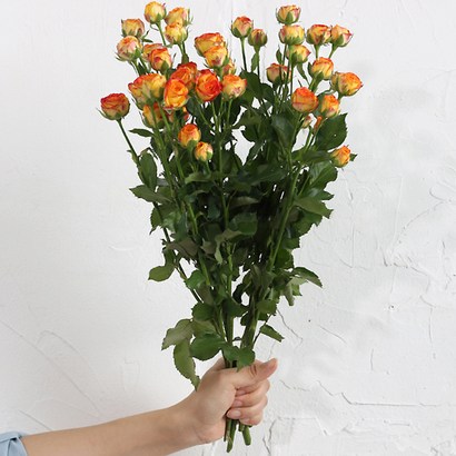 아임 플라워 생화 센터피스 미니장미 아이라이너 1다발 리뷰후기