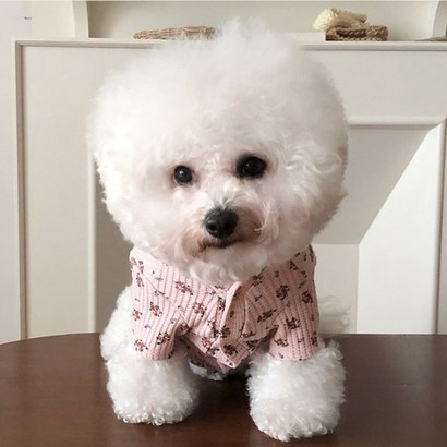 바이담수미 강아지 꽃와플 가디건