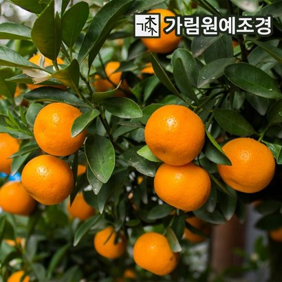 귤나무 유실수 가림원예조경 리뷰후기