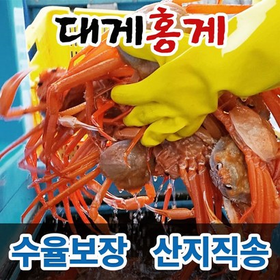 대게 홍게 박달대게 연지홍게 울진 후포리 영덕대게 박달홍게 산지직송 수율보장 리뷰후기