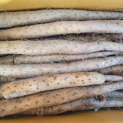 산마 장마 국내산 마 참마 리뷰후기