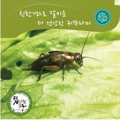 더 건강한 귀뚜라미 생물 / 무료배송/ 안전포장무료/ 파충류먹이/ 귀뚜라미분양/ 낚시미끼/ 더건강한곤충