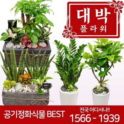 대박플라워 금전수 개업화분 집들이선물 실내인테리어 공기정화식물 관엽식물 리뷰후기