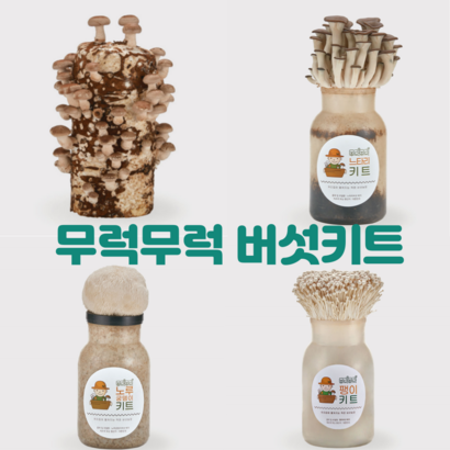 무럭무럭 버섯키우기 표고 느타리 노루궁뎅이 팽이 재배 기르기 집에서 배지 교육용