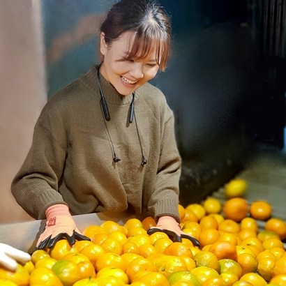 훈이네농장 제주 햇 노지 감귤 불만족시 무료반품