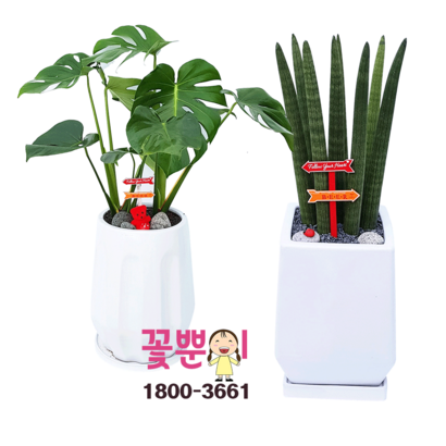 꽃뿐이 몬스테라 탁상형 스투키 탁상형 공기정화 소형 화분 리뷰후기