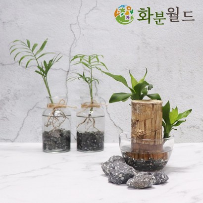 화분월드 국내산 맥반석