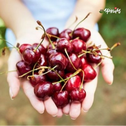 식탐대첩 칠레 생 체리