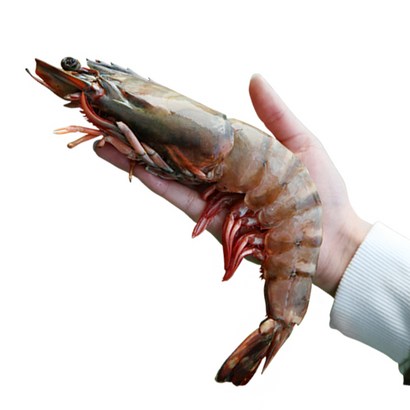 더꽃게 킹 블랙타이거새우 특대 대왕