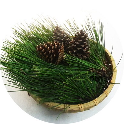 청정 진도 자연산 솔잎 해송 솔잎차 야생솔잎 생솔잎