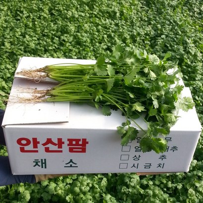 안산팜 고수