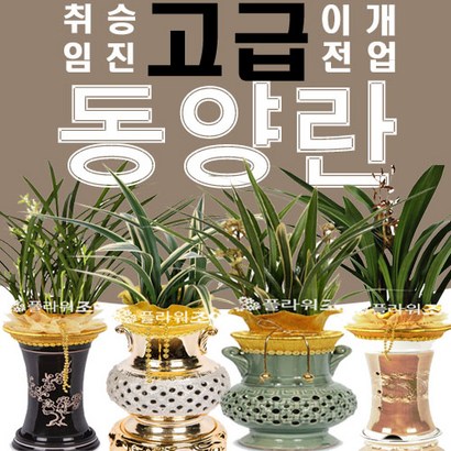 플라워조아 동양란)철골소심 리뷰후기
