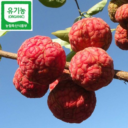 함평 꾸지뽕 열매 유기농꾸지뽕