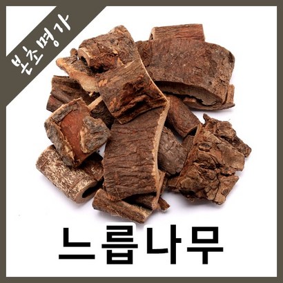 본초명가 느릅나무 유근피