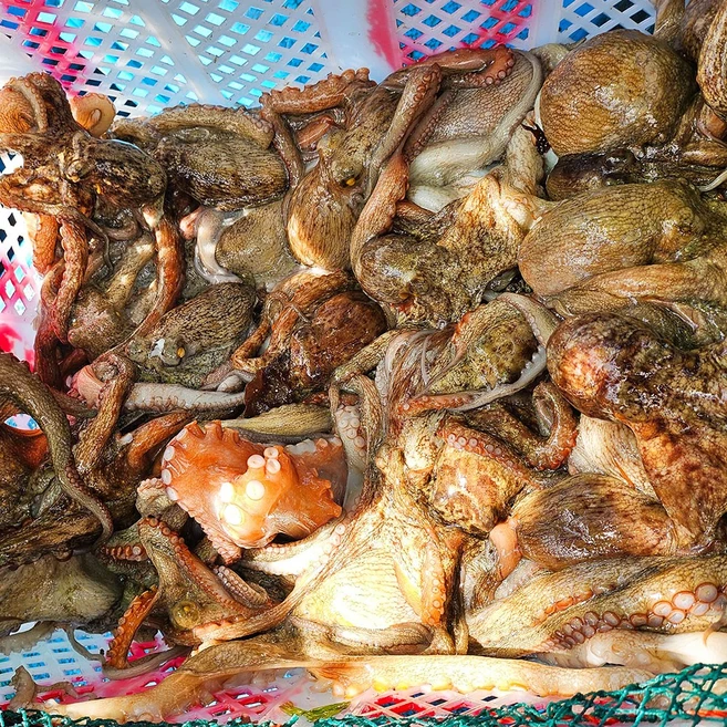 [산지직송] 당일조업 통영 자연산 돌문어, 1kg (1~4미), 1개