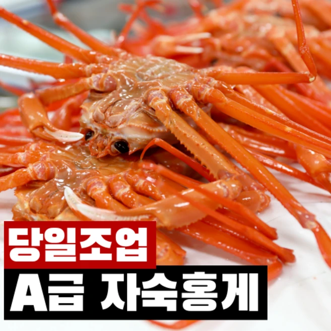 [당일조업] 산지직송 프리미엄 자숙 박달 홍게 속초 홍게찜, 1개, 3kg(7~11미내외)