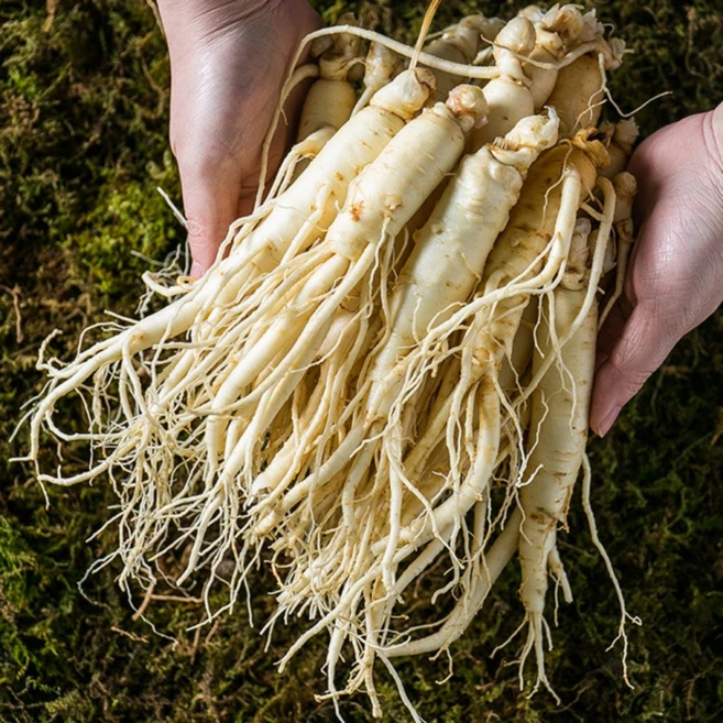 [실속형]금산 인삼 5년근 산지직송, 500g(막삼400g+덤100g,세척), 1개