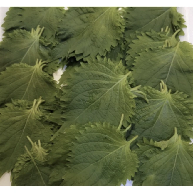 국산 톡쏘는 시원한향 시소잎 차조기 1팩 (10g 약 25~30장), 4개, 10g