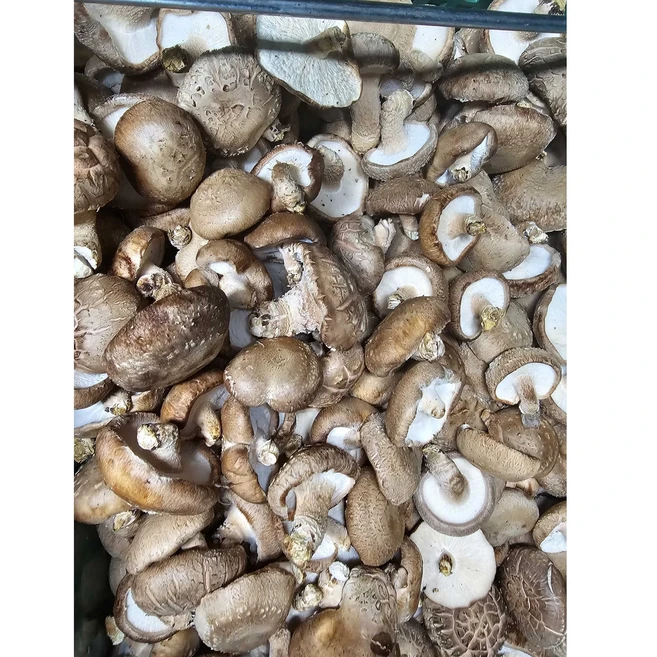 표고버섯 가정용 못난이 실속형 파지, 1개, 5kg