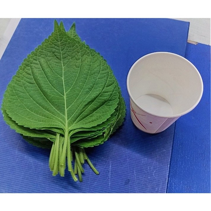 깻잎큰순4kg당일수확산지직송 맛좋고 혈액순환 성장발달에 좋음 K-PORT, 최상품 4kg