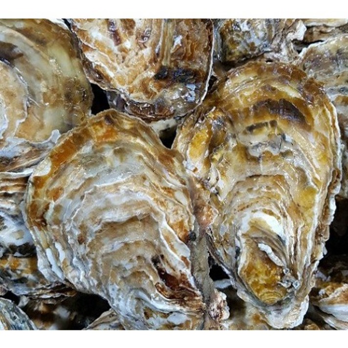 석화 각굴 통굴 5Kg 10Kg 15Kg 20Kg/개체굴/개체굴하프/홍가리비/자연산뿔소라/생굴/생산자산지직송, 석화 5Kg