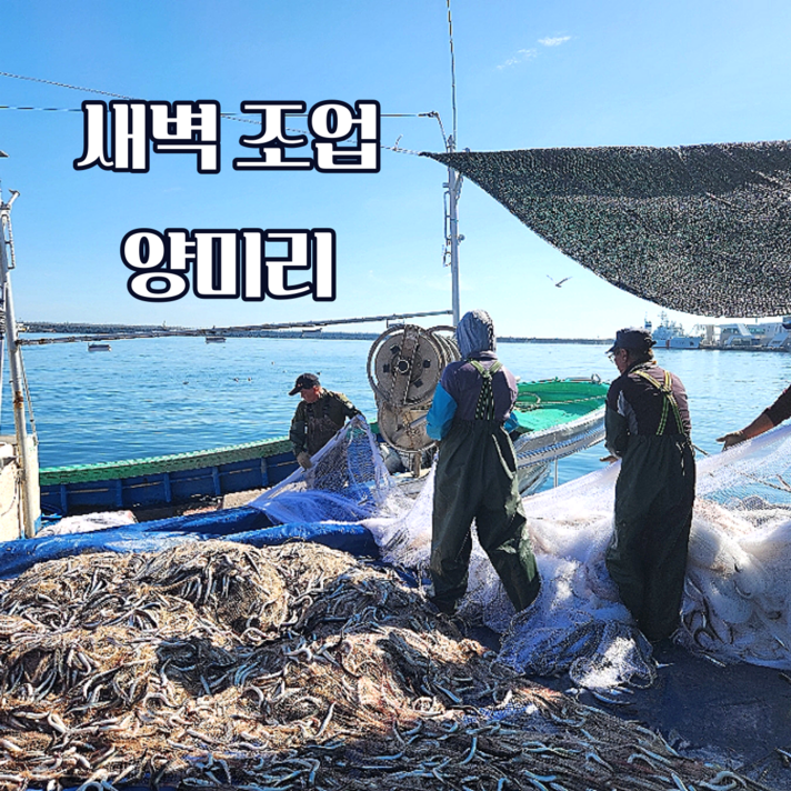 산지 직송 동해안 조업 속초 양미리 급냉 2kg (54~60미내외), 1개