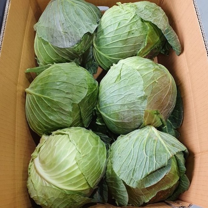 하늘푸드 (15kg) 국내산 양배추 식자재, 국내산양배추 + 수입 적채 1통(1.3kg 내외)