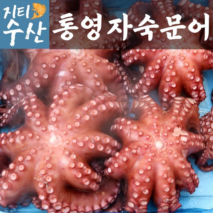 산지직송 국내산 최상급 통영 활문어 돌문어 자숙문어 생문어 1kg 2kg 데친 삶은 대왕 문어 생물 손질 남해 제철 제수용 요리용 제사상문어, 자숙돌문어 1.5kg내외