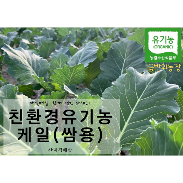 유기농 케일 (쌈용), 1박스, 쌈용2kg