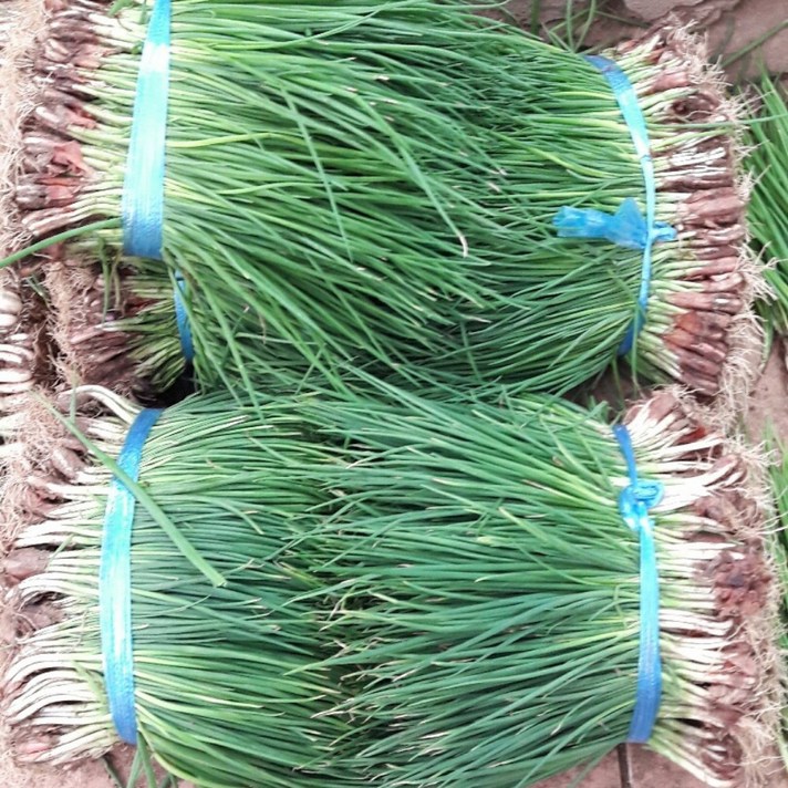 국산 전라도 쪽파 1단 1kg 산지직송 판매, 전라도쪽파 1kg
