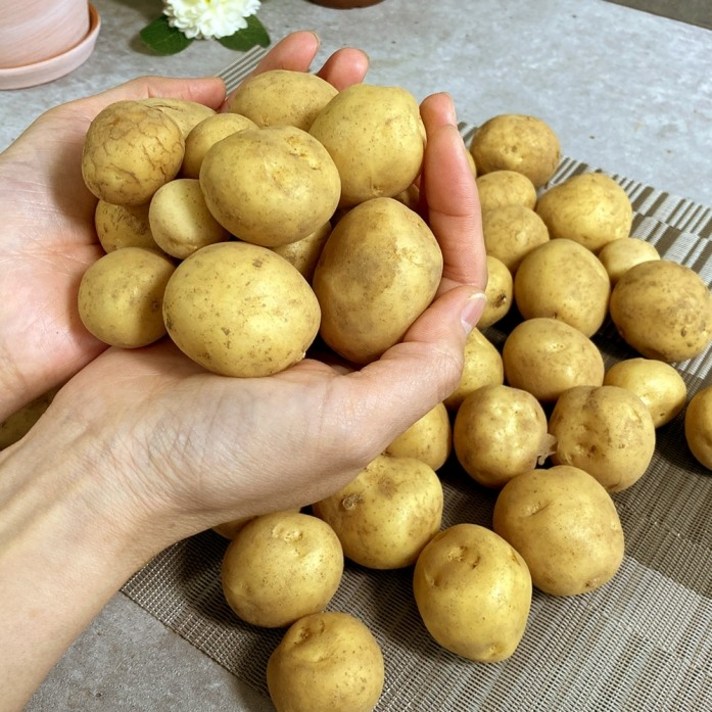 쿡네이처 2021년 특상품 햇 알감자/조림감자 5Kg