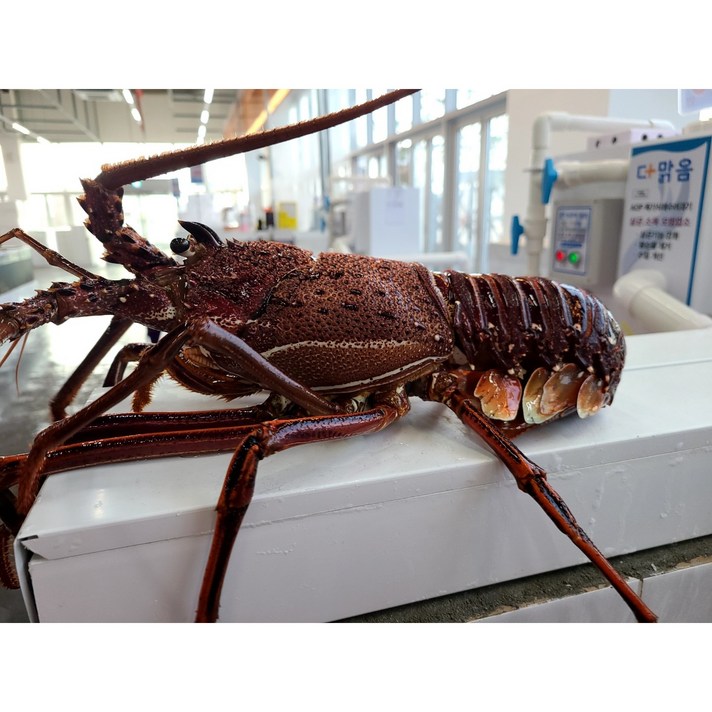 살아있는 크레이피쉬 한마리, 850g~950g 한마리