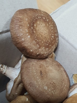 갤러리 이미지