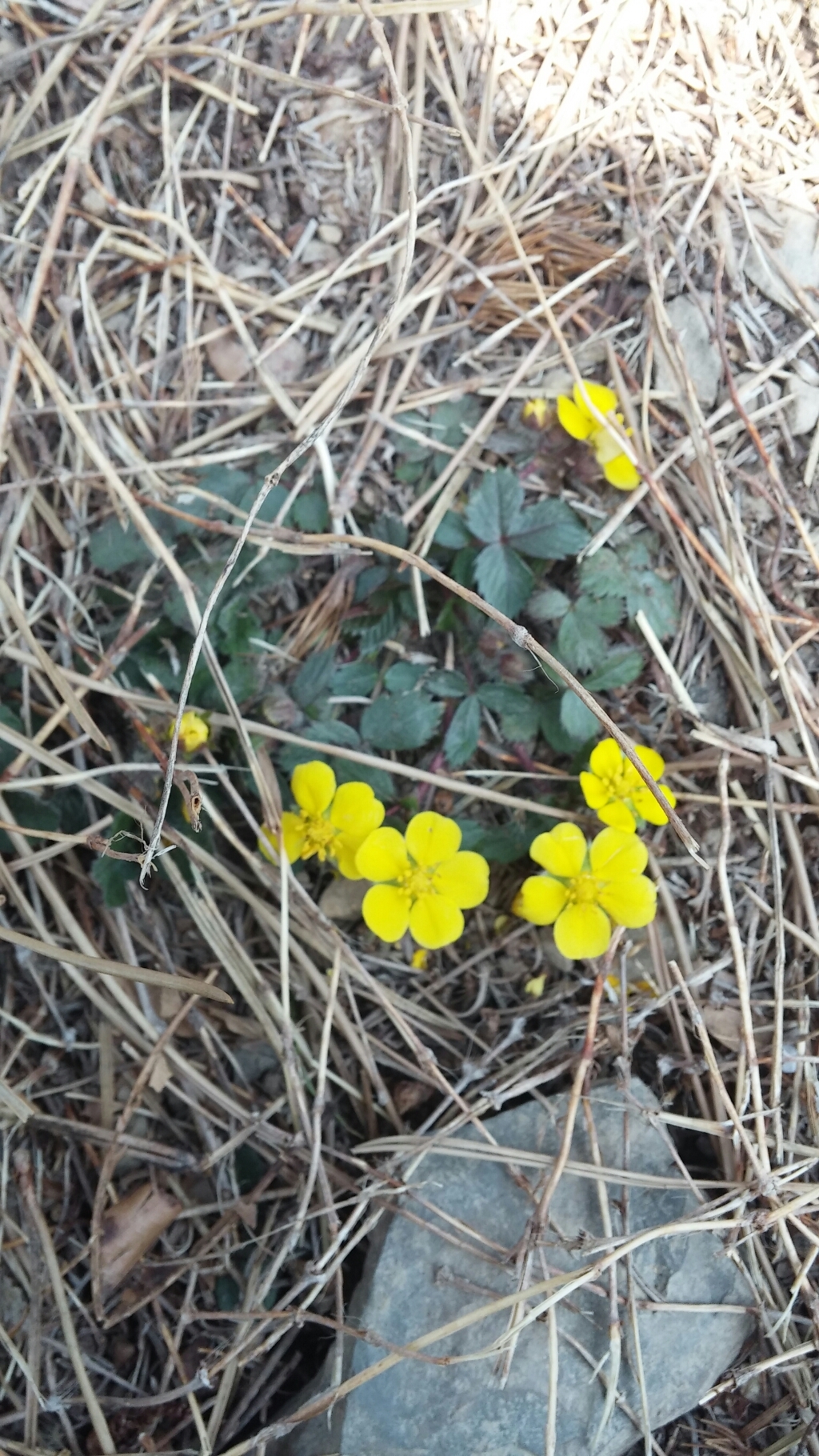 훠링 천연가죽 컨디셔너 리뷰후기