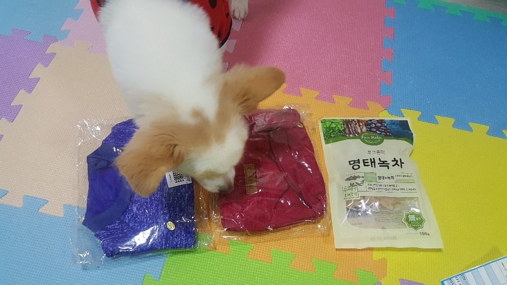 아리코 고양이 앤 강아지 모던 스웨터