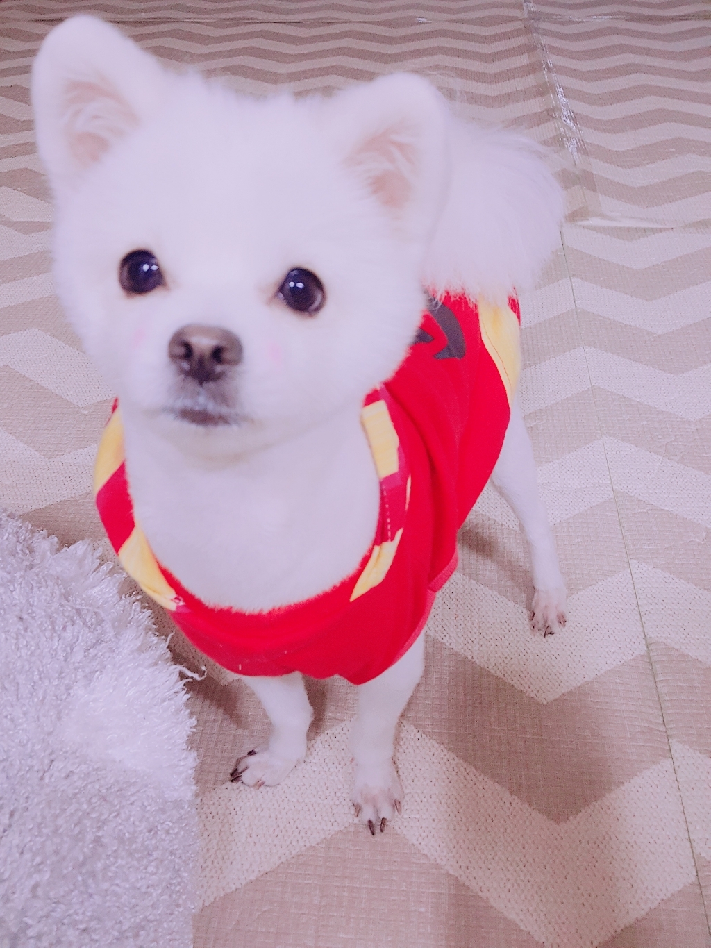 퍼스트초이스 어덜트 하이퍼알러지 그레인프리 건식사료